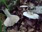 Fehértejű keserűgomba (Lactifluus piperatus), Retyezát